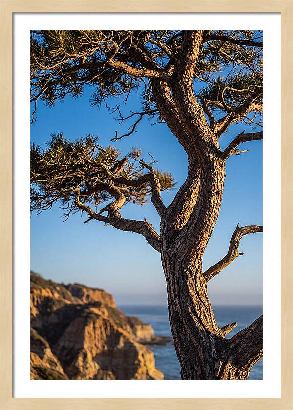 Torrey Pines Tree At Sunset