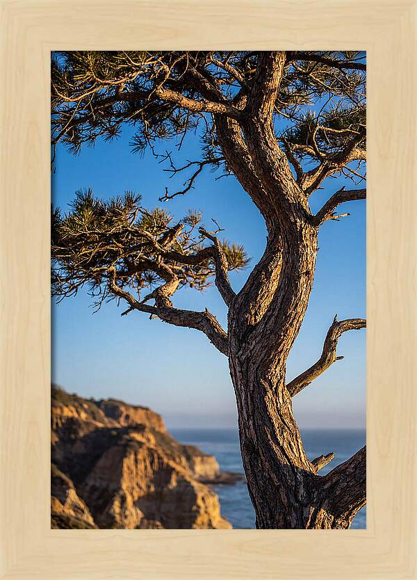 Torrey Pines Tree At Sunset