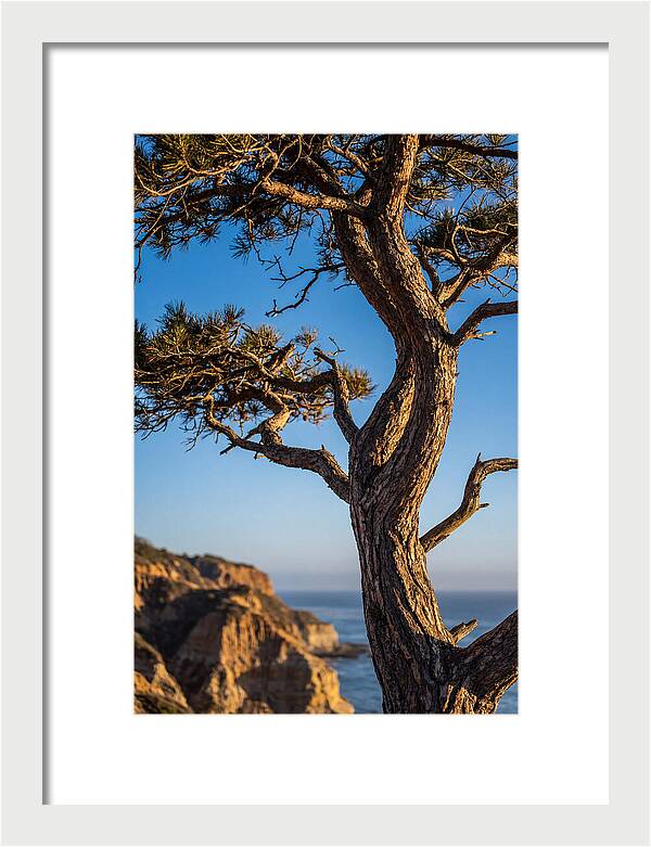 Torrey Pines Tree At Sunset