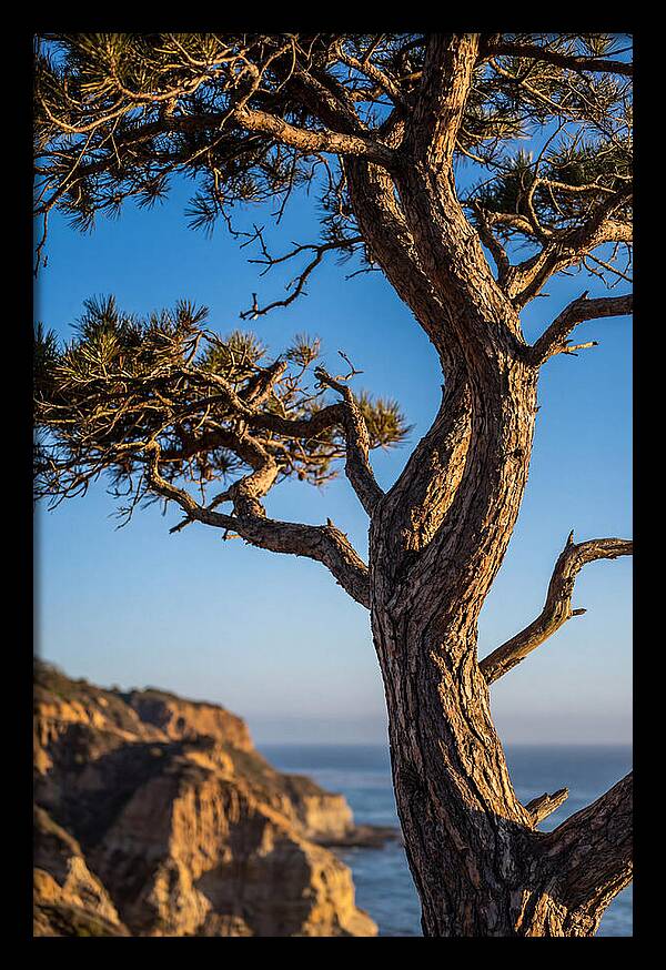 Torrey Pines Tree At Sunset