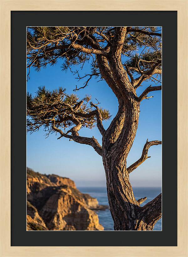 Torrey Pines Tree At Sunset