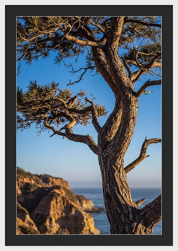 Torrey Pines Tree At Sunset