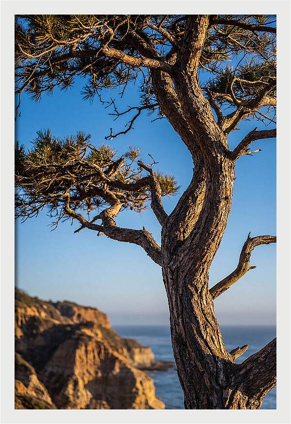 Torrey Pines Tree At Sunset