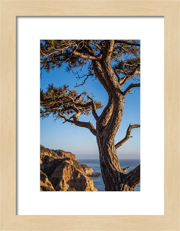 Torrey Pines Tree At Sunset