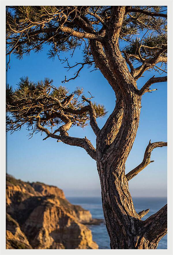 Torrey Pines Tree At Sunset