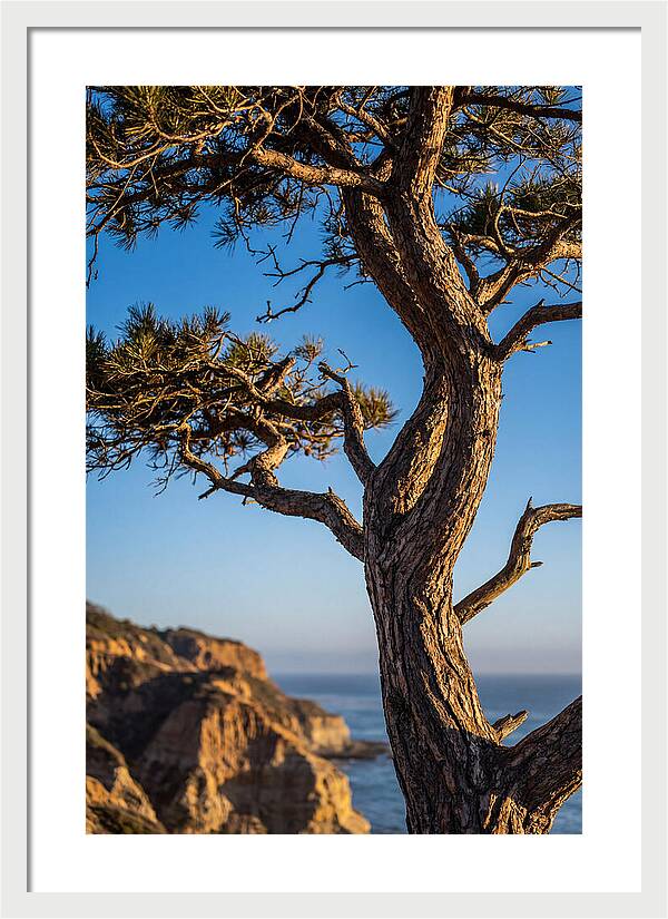 Torrey Pines Tree At Sunset