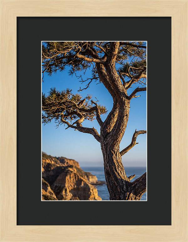 Torrey Pines Tree At Sunset