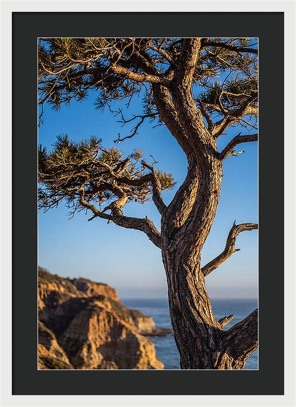Torrey Pines Tree At Sunset