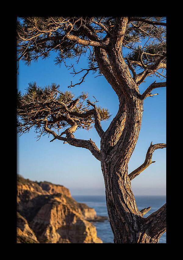 Torrey Pines Tree At Sunset