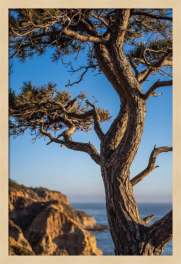 Torrey Pines Tree At Sunset