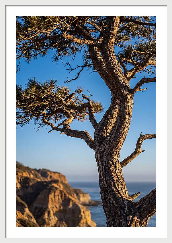 Torrey Pines Tree At Sunset