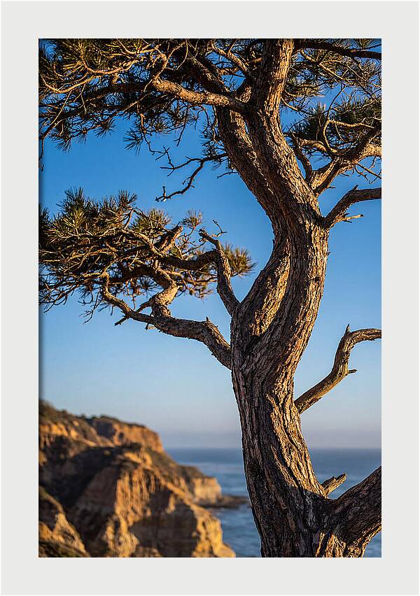 Torrey Pines Tree At Sunset