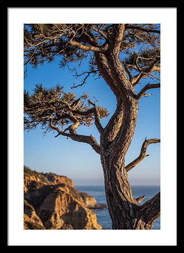 Torrey Pines Tree At Sunset