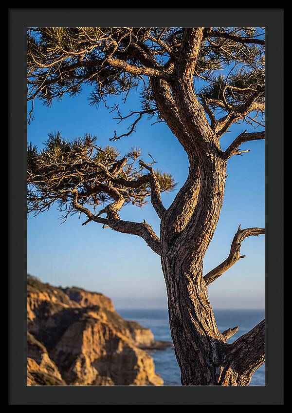 Torrey Pines Tree At Sunset
