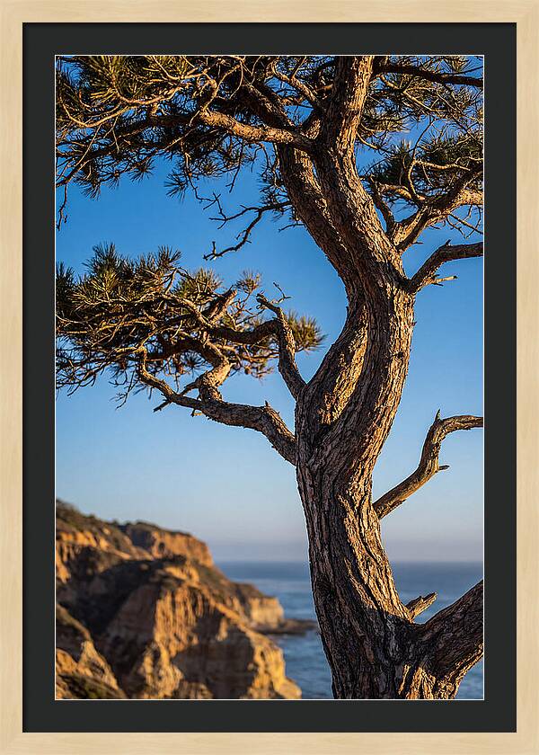 Torrey Pines Tree At Sunset