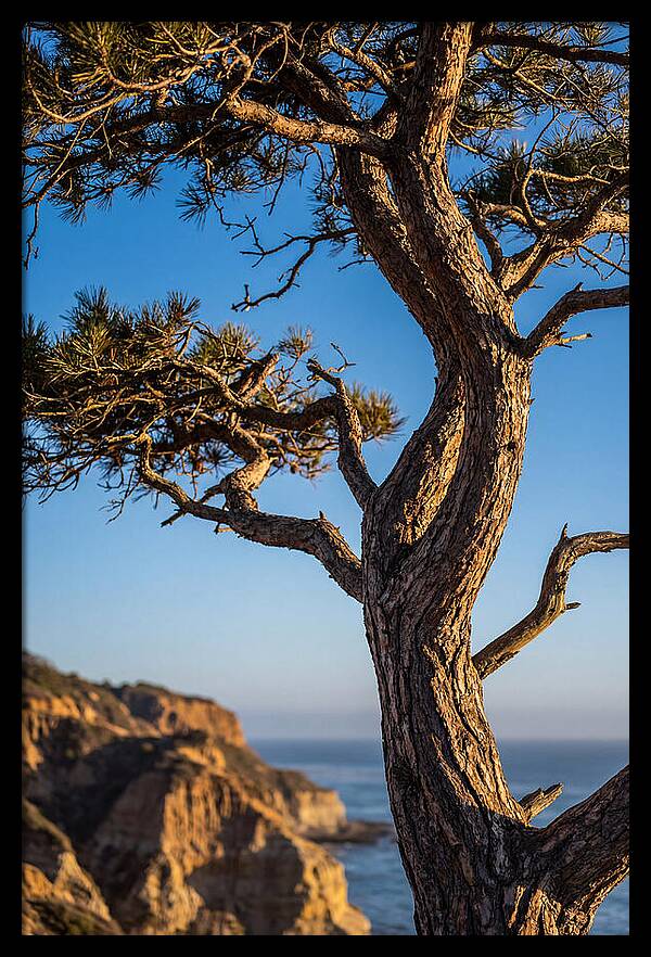 Torrey Pines Tree At Sunset