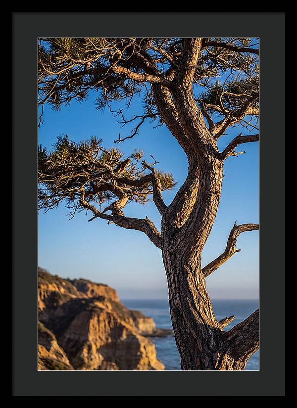 Torrey Pines Tree At Sunset