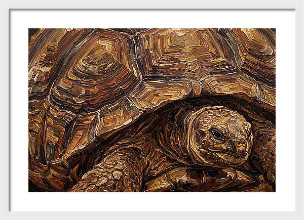Tortoise In Rich Textures