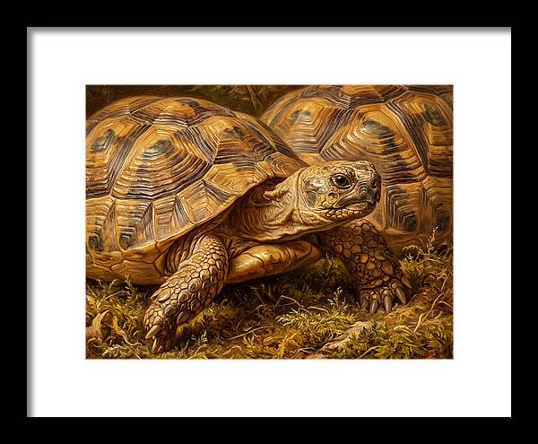 Tortoise Realism In Nature