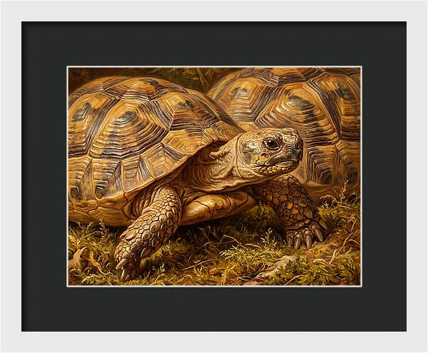 Tortoise Realism In Nature