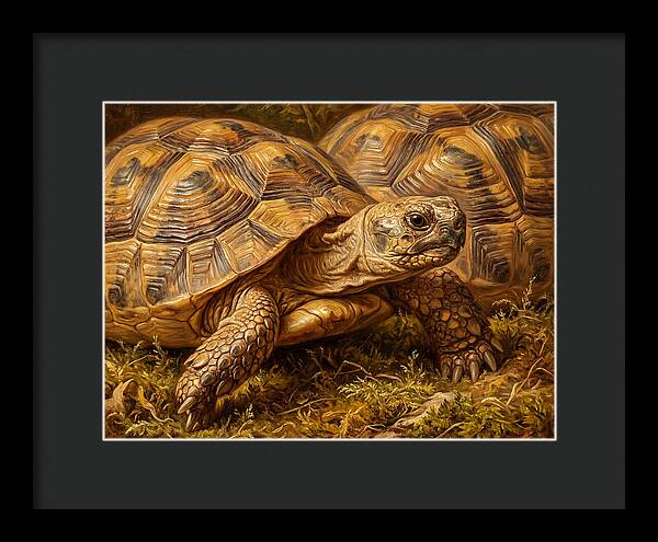 Tortoise Realism In Nature