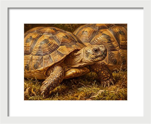 Tortoise Realism In Nature