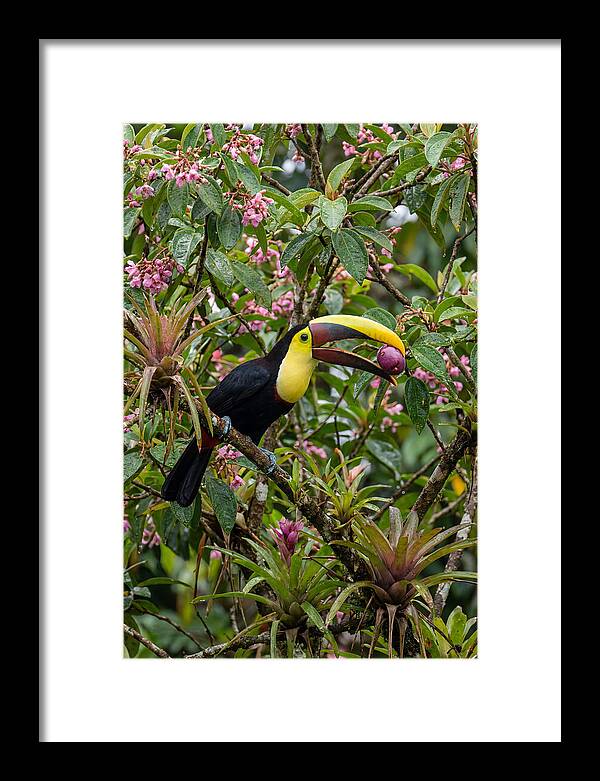 Toucan Feeding On Fruit