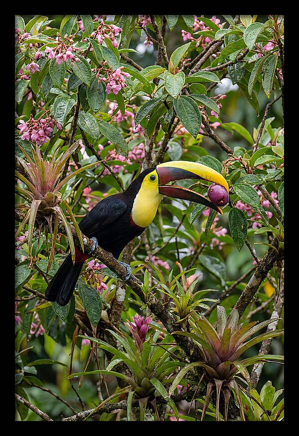 Toucan Feeding On Fruit