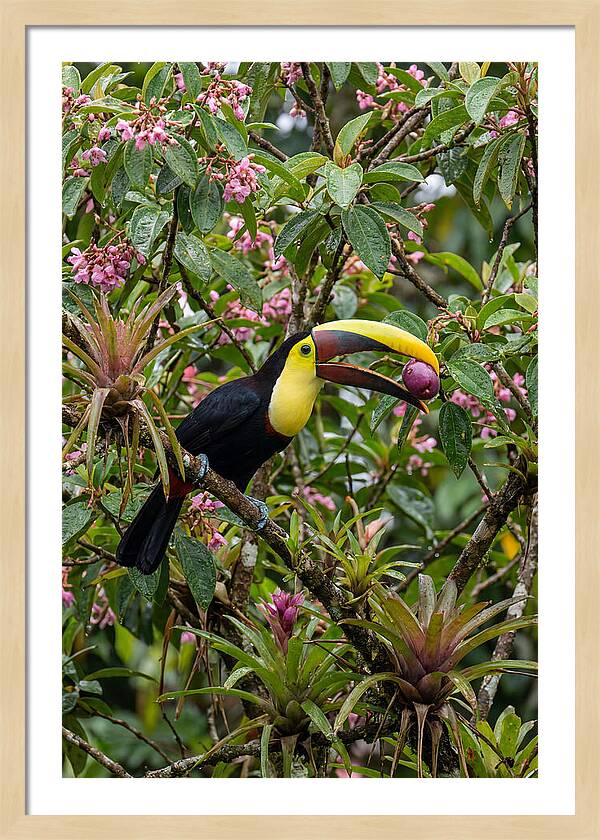 Toucan Feeding On Fruit
