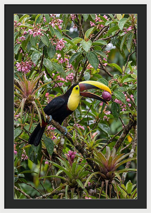 Toucan Feeding On Fruit