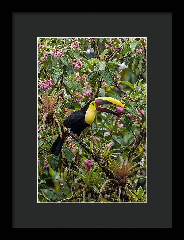 Toucan Feeding On Fruit