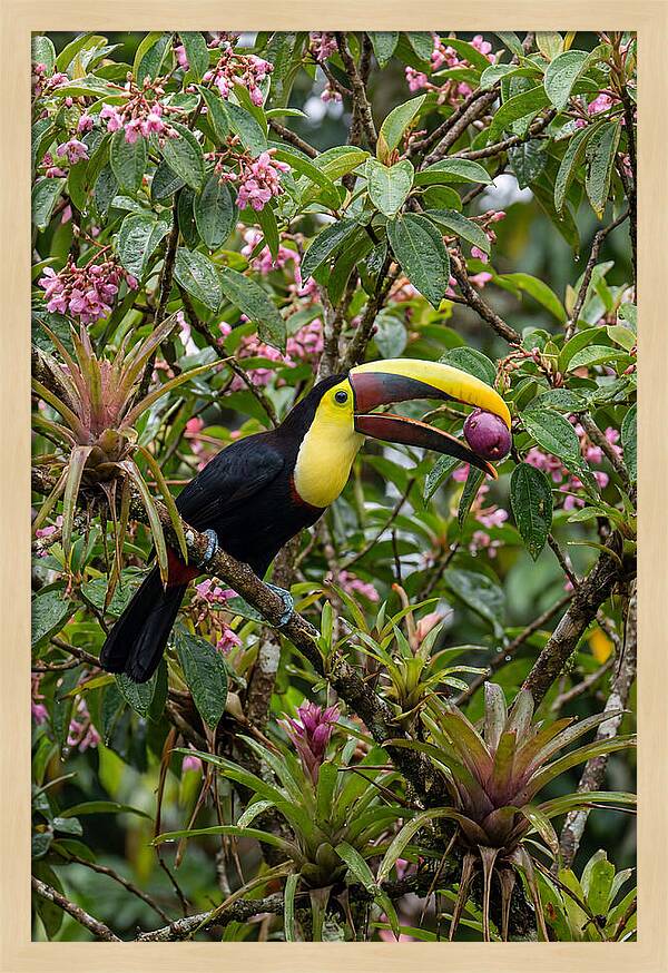 Toucan Feeding On Fruit