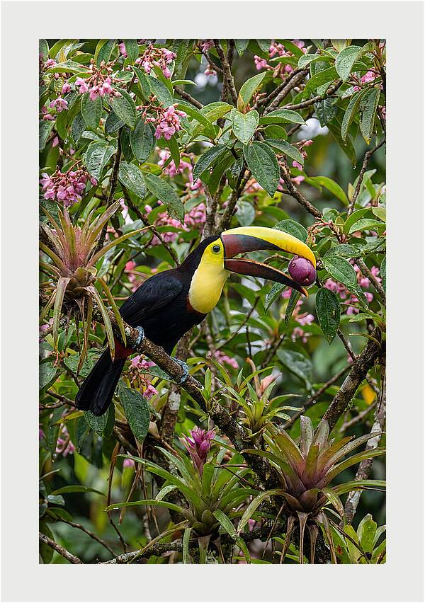 Toucan Feeding On Fruit