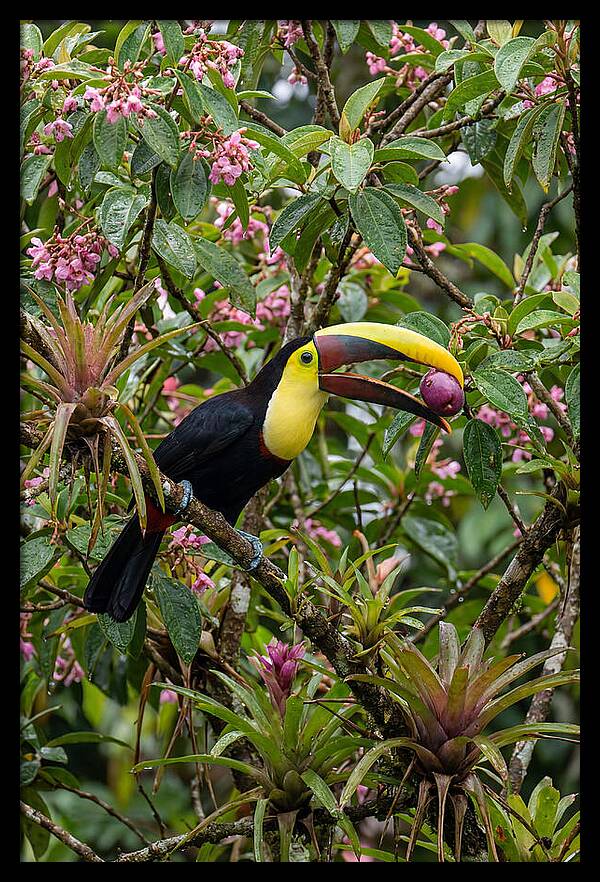 Toucan Feeding On Fruit