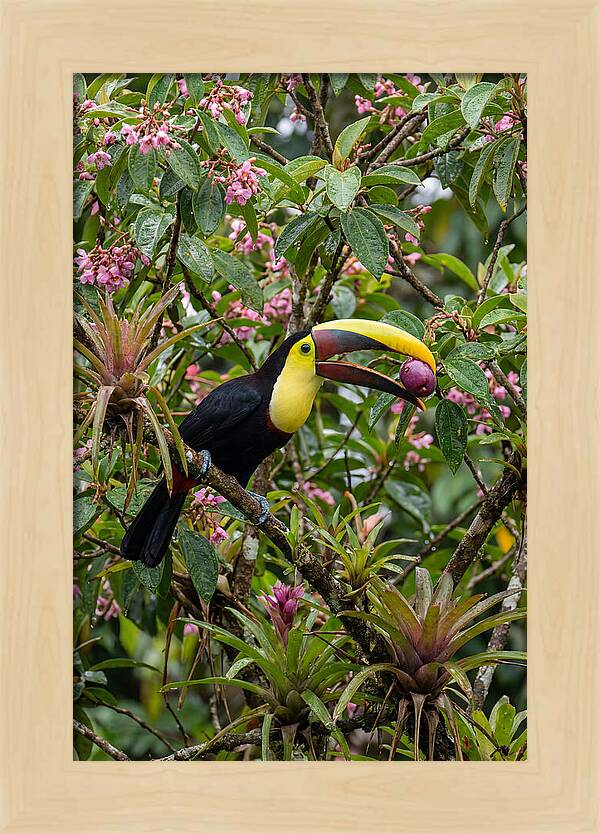 Toucan Feeding On Fruit