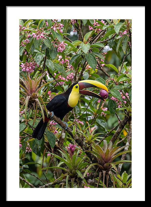 Toucan Feeding On Fruit