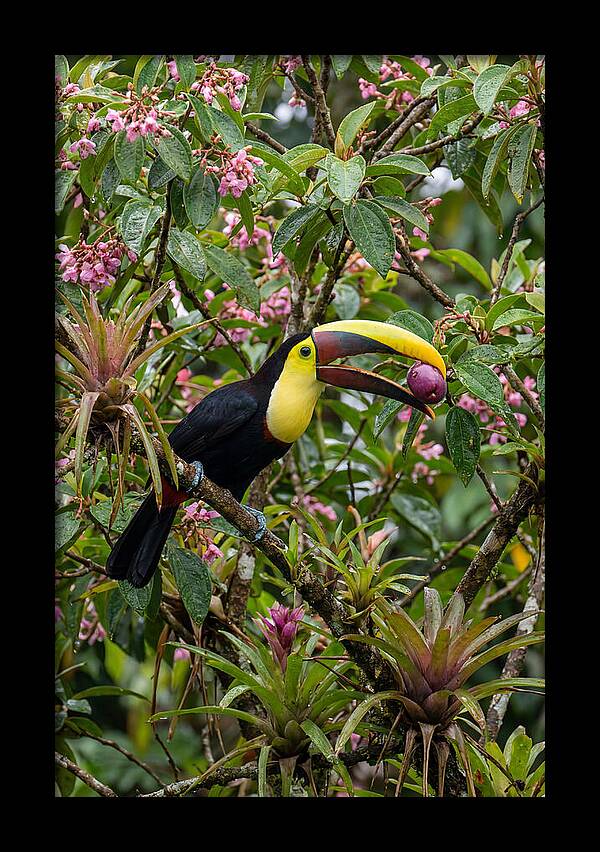 Toucan Feeding On Fruit