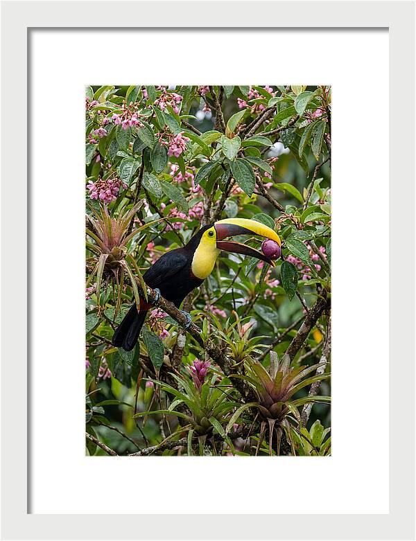 Toucan Feeding On Fruit