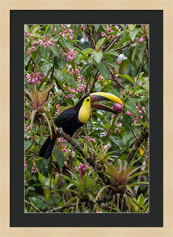 Toucan Feeding On Fruit