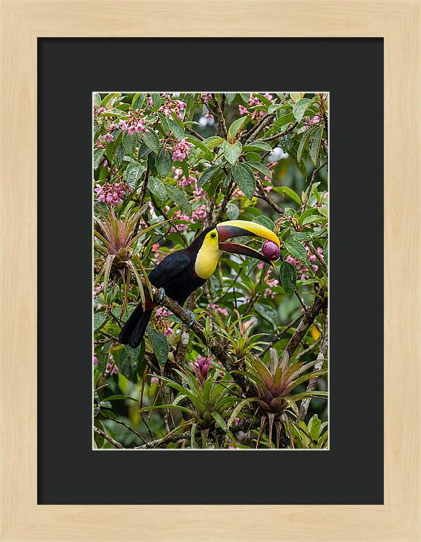 Toucan Feeding On Fruit