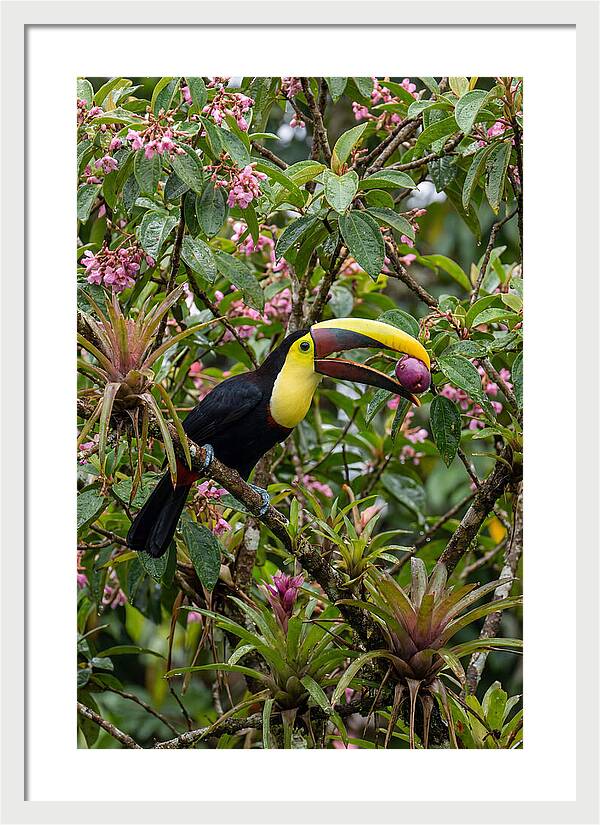 Toucan Feeding On Fruit