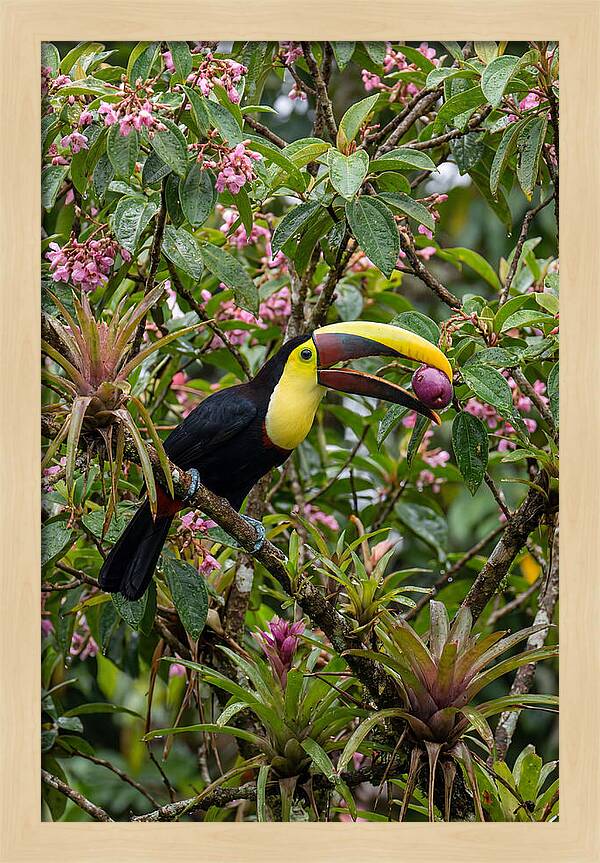 Toucan Feeding On Fruit