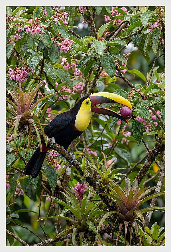 Toucan Feeding On Fruit