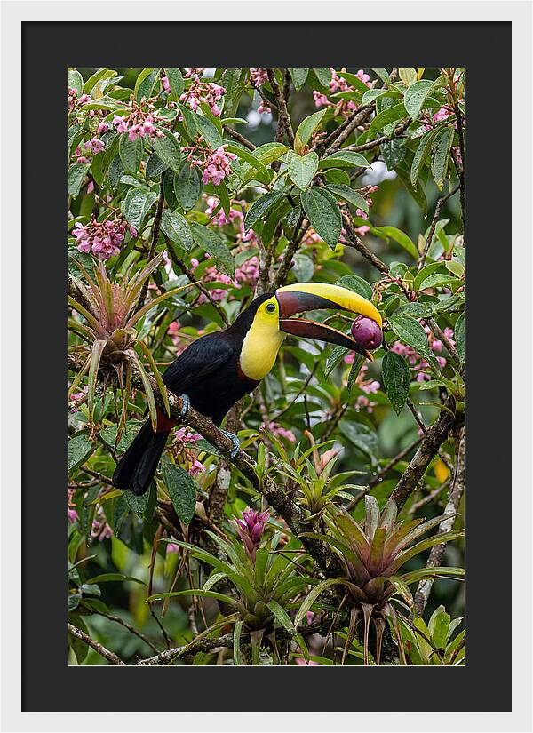 Toucan Feeding On Fruit