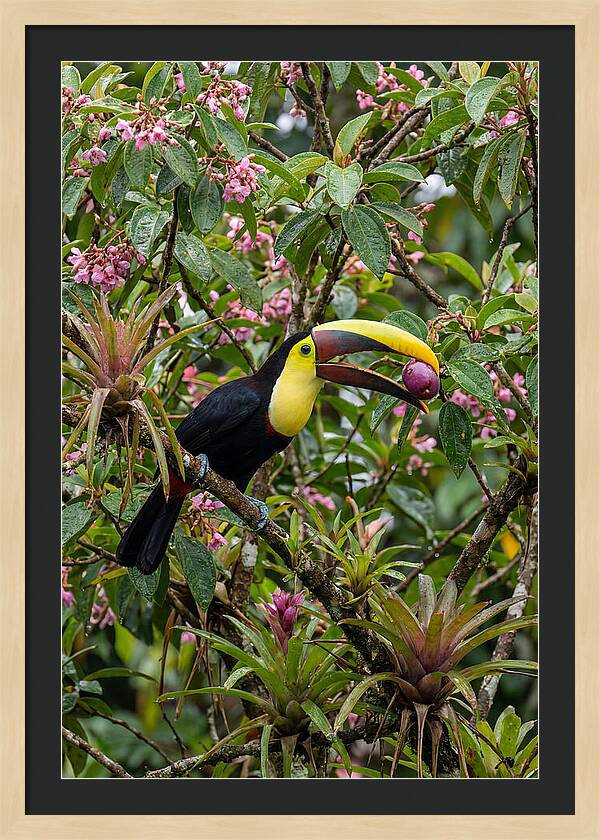 Toucan Feeding On Fruit