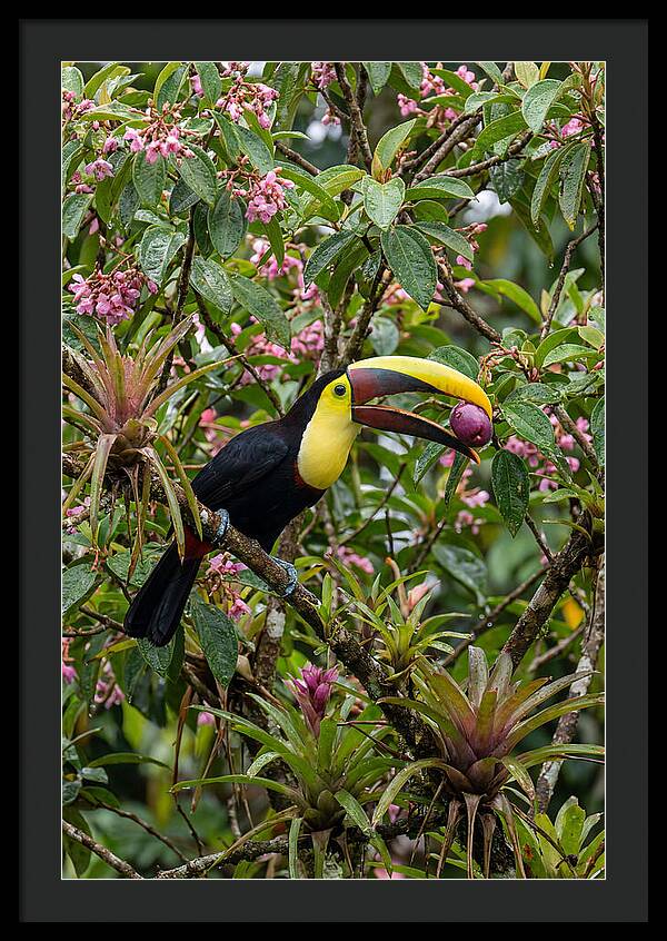 Toucan Feeding On Fruit
