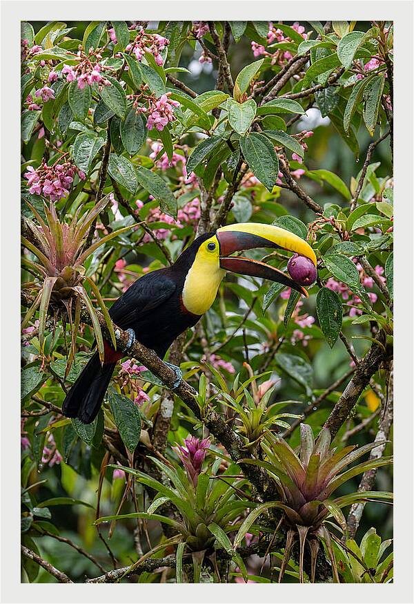 Toucan Feeding On Fruit