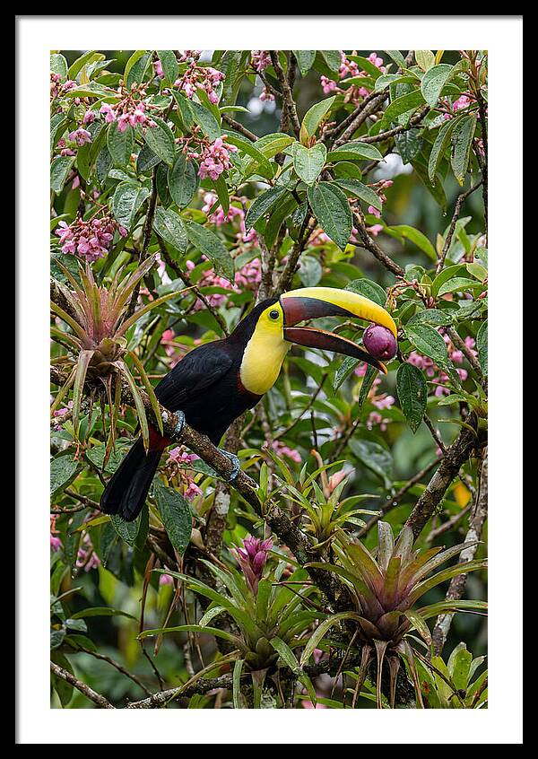 Toucan Feeding On Fruit