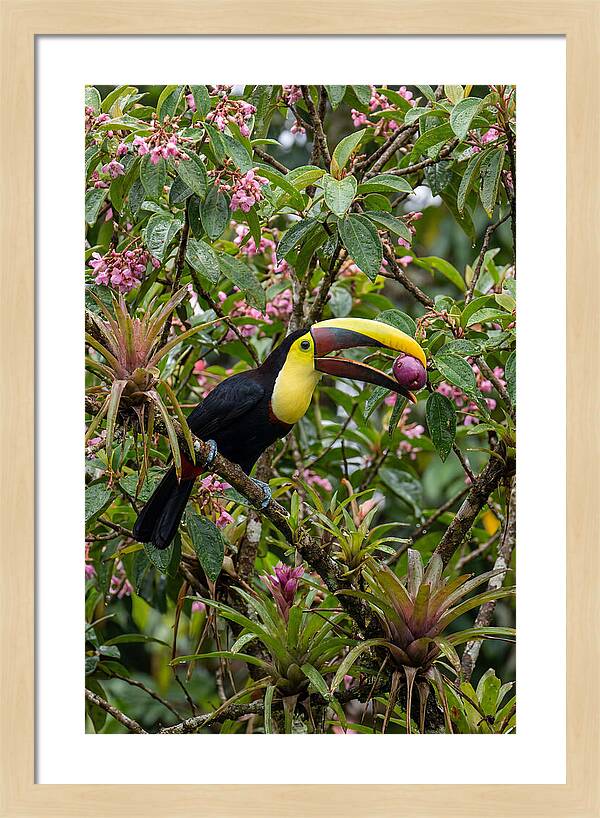 Toucan Feeding On Fruit