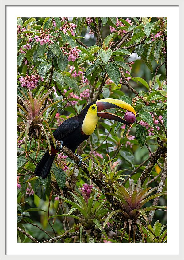 Toucan Feeding On Fruit